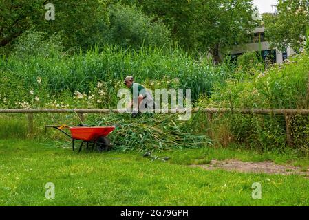 London, UK. 12th July, 2021. Maintenance of reeds at Barnes Common pond. Credit: JOHNNY ARMSTEAD/Alamy Live News Stock Photo