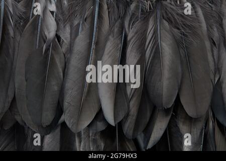 Black bird feathers texture background Stock Photo