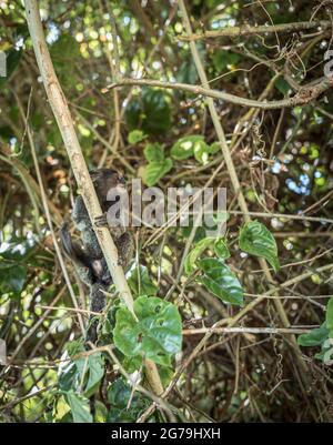A Sagui monkey in the wild in Rio de Janeiro, Brazil. The black-tufted marmoset (callithrix penicillata) lives primarily in the Neo-tropical gallery forests of the Brazilian Central Plateau. Stock Photo