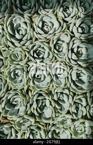 Some succulents in Greenhouse in werstern Austria Stock Photo