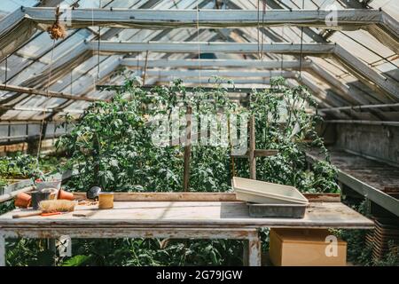 Some greenery from a local plant nursery Stock Photo