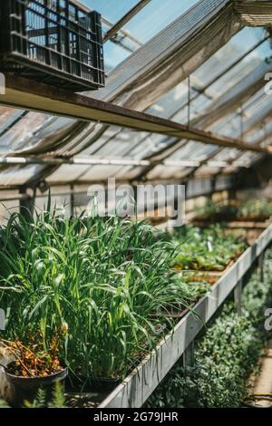 Some greenery from a local plant nursery Stock Photo