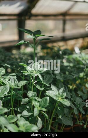 Some greenery from a local plant nursery Stock Photo