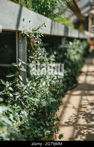 Some greenery from a local plant nursery Stock Photo