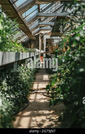 Some greenery from a local plant nursery Stock Photo