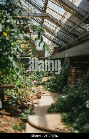 Some greenery from a local plant nursery Stock Photo