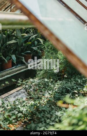 Some greenery from a local plant nursery Stock Photo