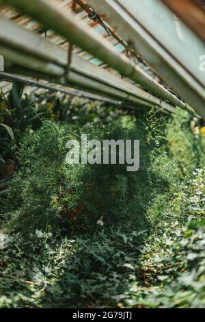 Some greenery from a local plant nursery Stock Photo