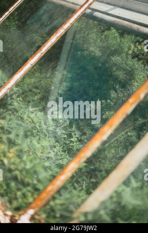 Some greenery from a local plant nursery Stock Photo