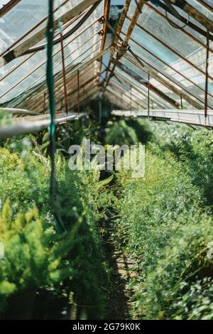 Some greenery from a local plant nursery Stock Photo