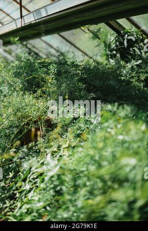 Some greenery from a local plant nursery Stock Photo