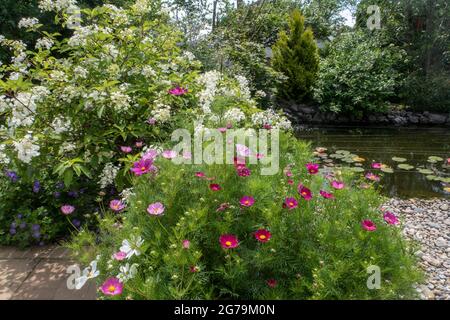 Pots filled with cosmos beside white hydrangea paniculata 'White Moth', white moth hydrangea and geranium roxanne, by a garden pond. Stock Photo