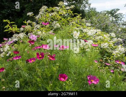 Pots filled with cosmos beside white hydrangea paniculata 'White Moth', white moth hydrangea. Stock Photo
