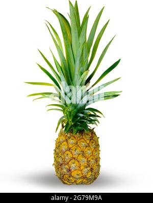 Pineapple on isolated white background Stock Photo