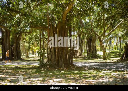 Large fig trees with many supports and branches drooping to the ground in Flamengo Park - Parque Aterro do Flamengo - in Rio de Janeiro. An extensive beachfront park with sports fields, walking/cycling paths, a skate park & art museum. Stock Photo