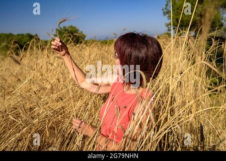 Durum wheat field (variety 'forment') with ripe ears and ready to be harvested in Mas Terricabras in Lluçanès (Osona, Catalonia, Spain) Stock Photo