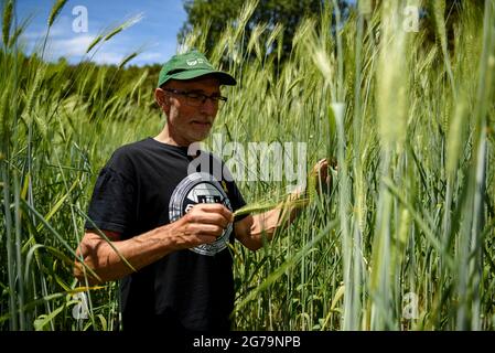 Durum wheat field in the Soler de N'Hug farmhouse in spring (Lluçanès, Osona, Barcelona, Catalonia, Spain) ESP: Campo de trigo duro en Cataluña Stock Photo
