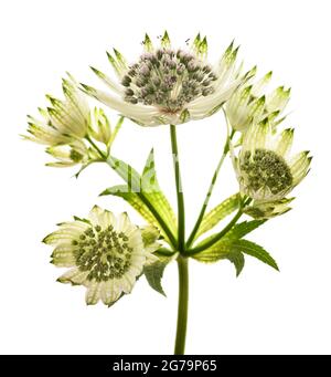 Great masterwort flowers isolated on white background Stock Photo
