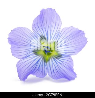 Flax Flower head isolated on white background Stock Photo