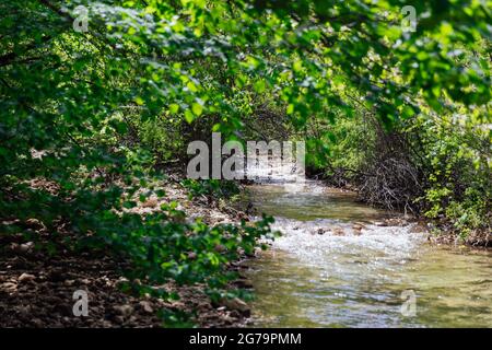 mountain river in green forest nature trees landscape Stock Photo