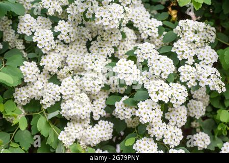 spirea plant in flowering Stock Photo