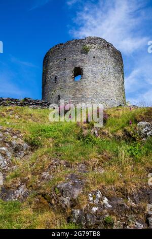 Flowering heather at Dolbadarn Castle at the start of the Llanberis Pass, Gwynedd, North Wales Stock Photo
