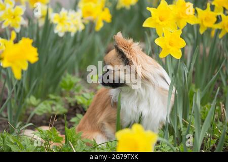 Cute chihuahua (long-haired) surrounded by yellow daffodils, spring scene Stock Photo