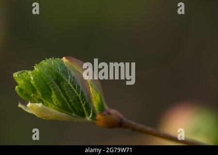 Linden tree twigs with green young leaf, blurred natural background Stock Photo