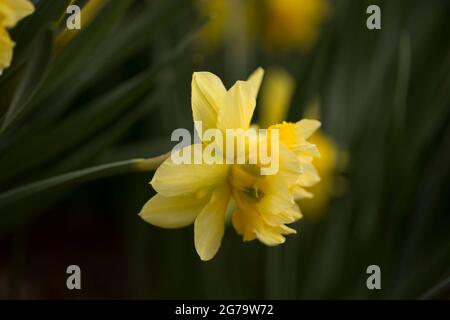 Yellow Daffodil, side view of flower, dark natural background Stock Photo