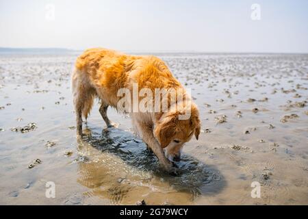 Cute Golden Retriever digging in the wadden sea at dog beach sahlenburg in cuxhaven Stock Photo