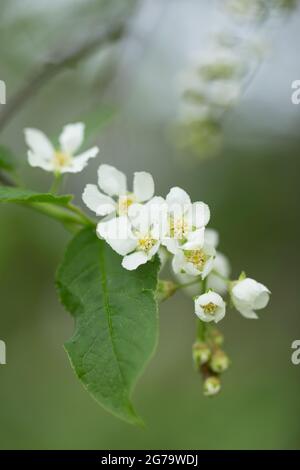 Close-up of Bird-cherry flowers, green leaves, bokeh background Stock Photo