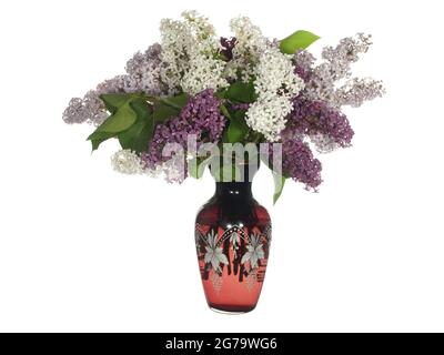 Branches of blooming lilacs in a glass vase isolated on a white background. Stock Photo