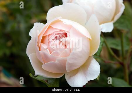 Rose A Shropshire Lad growing in our garden Stock Photo