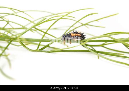 Ladybug larvae crawling on a fennel leaf. Closeup of black and orange ladybird nymph beneficial for any garden as it consumes or eats aphids and other Stock Photo
