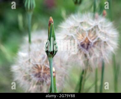 Goat's Beard seed clock Stock Photo