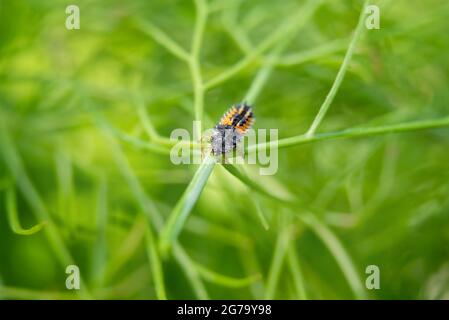 Ladybug larvae or nymph crawling on a fennel plant. Black orange creepy looking bug beneficial for any garden as it consumes or eats aphids and other Stock Photo