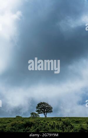 Tree on the top of hill at Cisbury, West Sussex, UK Stock Photo