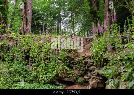 Foxgloves in Belsay Hall Quarry Garden Stock Photo