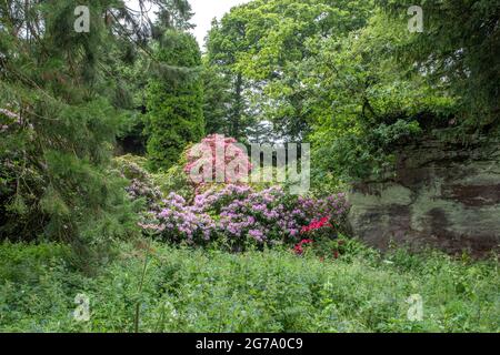 Rhododendrons in Belsay Hall Quarry Garden Stock Photo