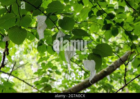 Handkerchief tree in the Quarry Garden at Belsay Hall Stock Photo