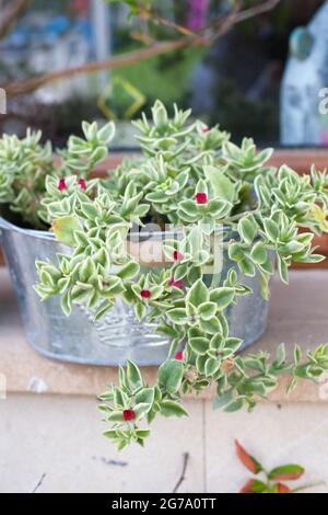 Mezoo Trailing Red beautiful succulent in a pot for sunny place on the balcony Stock Photo