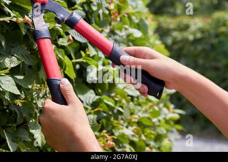 Close-up young hands trimming bushes with shear tool. Stock Photo