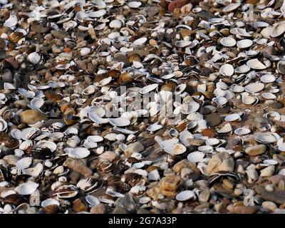 Shells of river mussels, small pebbles and sand on the beach of a river Stock Photo