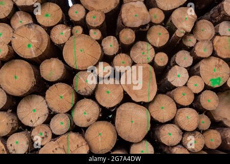 Felled and stacked tree trunks in the forest Stock Photo