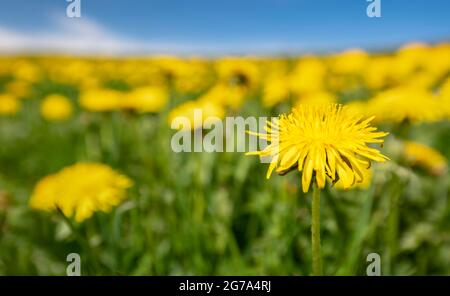 Close up of blooming dandelions Stock Photo