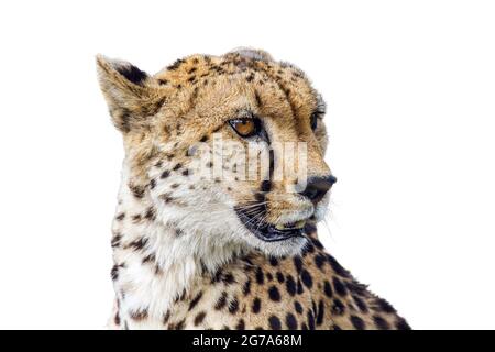 Cheetah portrait isolated in white background ; Specie Acinonyx jubatus family of Felidae Stock Photo
