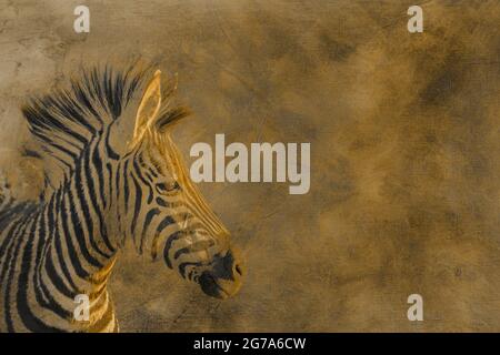 Plains zebra young animal portrait multiple images with oil painting background ; Specie Equus quagga burchellii family of Equidae Stock Photo