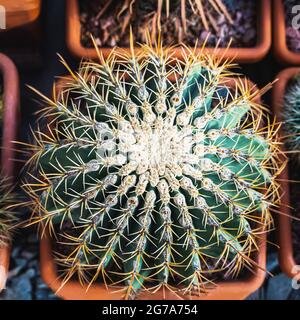 Top view of Cactus in flower pot. Home cacti are very unpretentious and hardy plants. Stock Photo