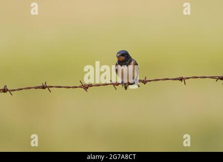 Barn swallow, Hirundo rustica, resting on a barbed wire, Spain Stock Photo