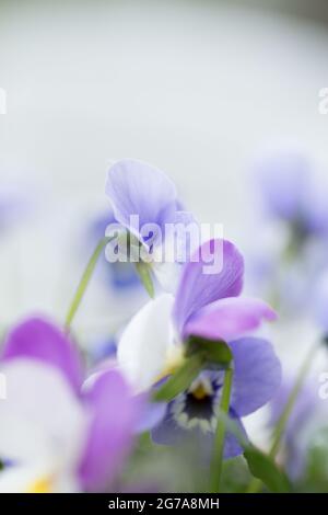 Close-up of Pansy Flowers, pastel purple and blue, blurred nature background Stock Photo